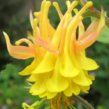 c4db2600eadfc993fdb085c3e6749e44--wonderful-flowers-unusual-flowers (1)